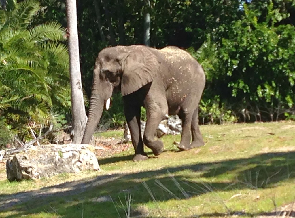 Disney World, Animal Kingdom, Kilimanjaro Safaris, elephants
