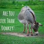 Weekly Wisdom: Are You Smarter than a Donkey?
